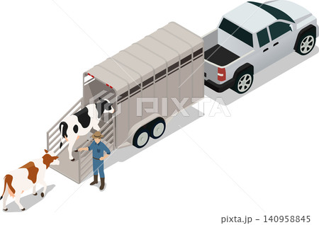 Cows walking into a livestock trailer Cows walking into a livestock trailer 140958845