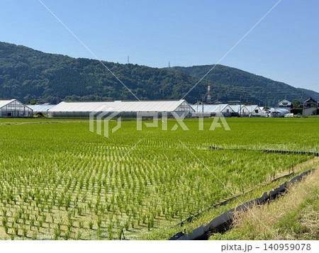 田園地帯夏の青空と田んぼ　福井県 140959078