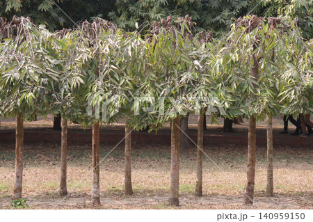debdaru tree also commonly known by its Monoon longifolium on farm debdaru tree also commonly known by its Monoon longifolium on farm 140959150