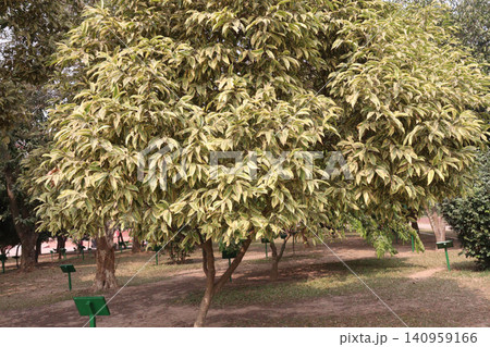 Ficus Benjamina tree plant on farm 140959166