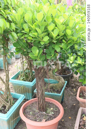 Ficus microcarpa tree plant on farm Ficus microcarpa tree plant on farm 140959188