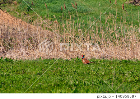 Pheasant in green grass on a meadow 140959397
