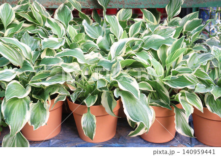 Hosta, plantain lilies leaf plant on pot in farm 140959441