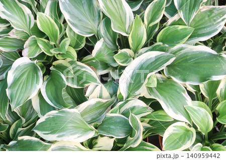 Hosta, plantain lilies leaf plant on pot in farm Hosta, plantain lilies leaf plant on pot in farm 140959442