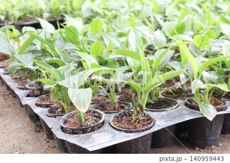 Hosta, plantain lilies leaf plant on pot in farm 140959443