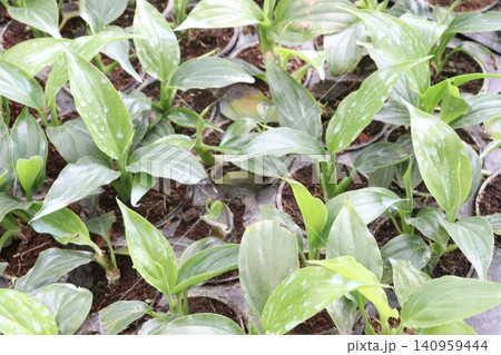 Hosta, plantain lilies leaf plant on pot in farm Hosta, plantain lilies leaf plant on pot in farm 140959444