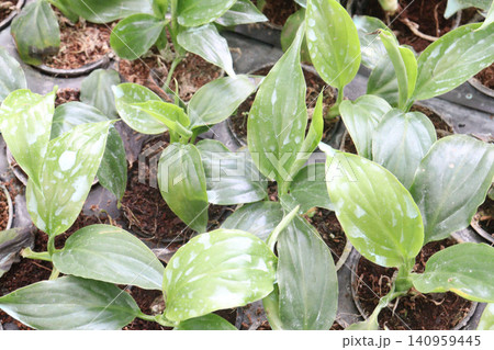 Hosta, plantain lilies leaf plant on pot in farm 140959445