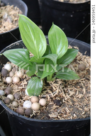 Hosta, plantain lilies leaf plant on pot in farm Hosta, plantain lilies leaf plant on pot in farm 140959451