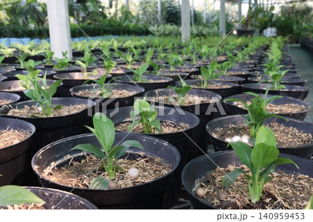 Hosta, plantain lilies leaf plant on pot in farm Hosta, plantain lilies leaf plant on pot in farm 140959453