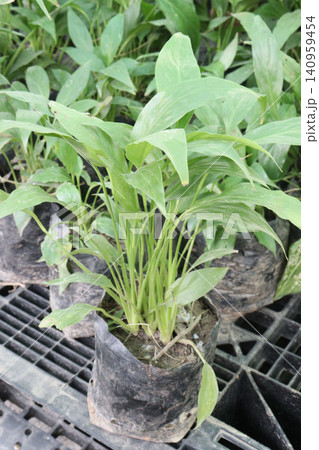 Hosta, plantain lilies leaf plant on pot in farm 140959454