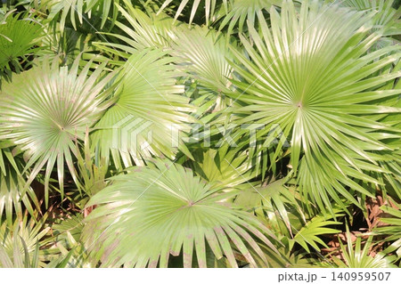 green colored Livistona chinensis tree plant on farm green colored Livistona chinensis tree plant on farm 140959507