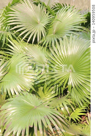 green colored Livistona chinensis tree plant on farm green colored Livistona chinensis tree plant on farm 140959508