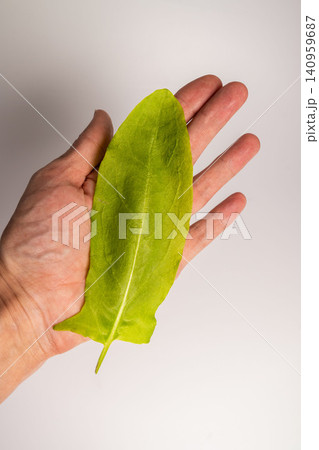 Sorrel leaves held in a hand with a light background in a kitchen setting 140959687