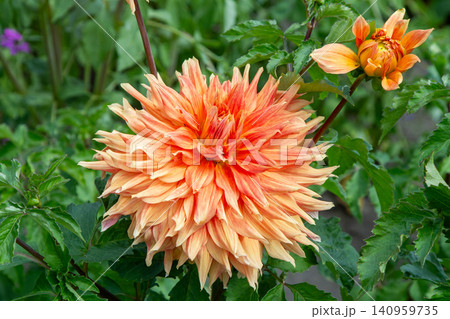 Dahlia flowers bush in the garden. Yellow orange beige color flower bud. Petal Plant bloom Dahlia flowers bush in the garden. Yellow orange beige color flower bud. Petal Plant bloom 140959735