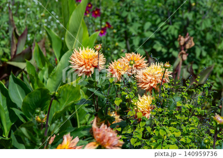 Dahlia flowers bush in the garden. Yellow orange beige color flower bud. Petal Plant bloom Dahlia flowers bush in the garden. Yellow orange beige color flower bud. Petal Plant bloom 140959736