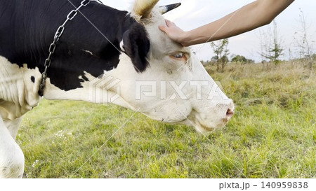 Female arm stroking muzzle of beautiful cow at green lawn. Hand of woman petting pretty friendly animal at summer field. Young girl caressing cute heifer at meadow. Care and love to animal concept Female arm stroking muzzle of beautiful cow at green lawn. Hand of woman petting pretty friendly animal at summer field. Young girl caressing cute heifer at meadow. Care and love to animal concept 140959838