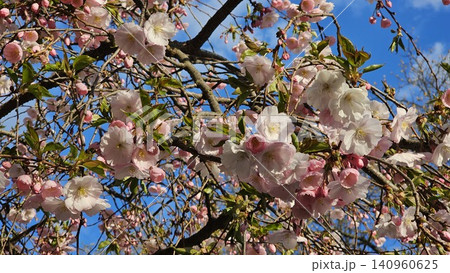 Blooming cherry blossom flowers against deep blue sky with vibrant spring colors, bright daylight and detailed natural floral beauty scene Blooming cherry blossom flowers against deep blue sky with vibrant spring colors, bright daylight and detailed natural floral beauty scene 140960625