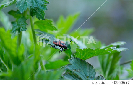 Firebug Pyrrhocoris apterus sitting on green plant leaf with soft blurred background, detailed red and black insect texture in natural wildlife macro scene Firebug Pyrrhocoris apterus sitting on green plant leaf with soft blurred background, detailed red and black insect texture in natural wildlife macro scene 140960657