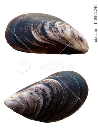 Dark Mussel Shell Specimen Set Dark Mussel Shell Specimen Set 140961246