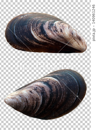 Dark Mussel Shell Specimen Set Dark Mussel Shell Specimen Set 140961246