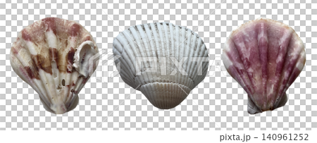Diverse Sea Shell Specimen Set Diverse Sea Shell Specimen Set 140961252