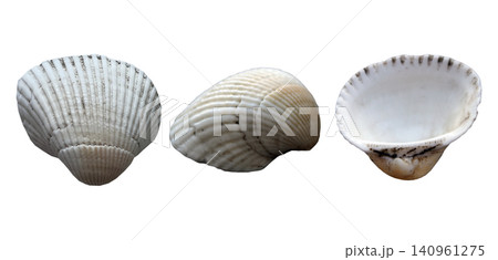 White Cockle Shell Three Views Set White Cockle Shell Three Views Set 140961275