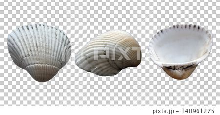 White Cockle Shell Three Views Set White Cockle Shell Three Views Set 140961275