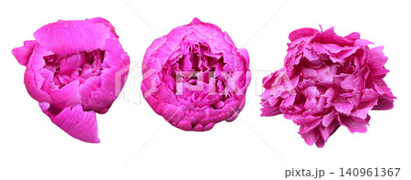 Pink Peony Blossoms Set with Water Droplets 140961367
