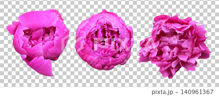 Pink Peony Blossoms Set with Water Droplets 140961367