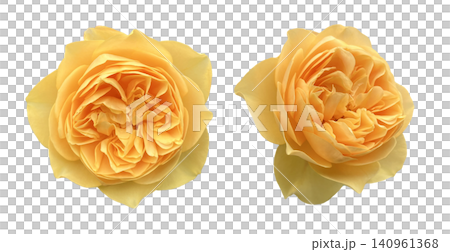 Yellow English Rose Flowers Close Up Yellow English Rose Flowers Close Up 140961368