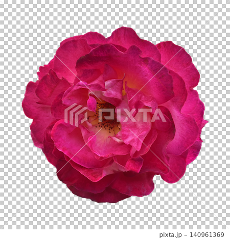 Magenta Rose Flower Head Top View 140961369