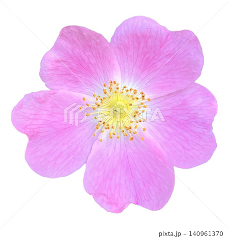 Pink Wild Rose Flower Head Macro Pink Wild Rose Flower Head Macro 140961370