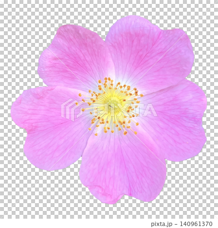 Pink Wild Rose Flower Head Macro 140961370