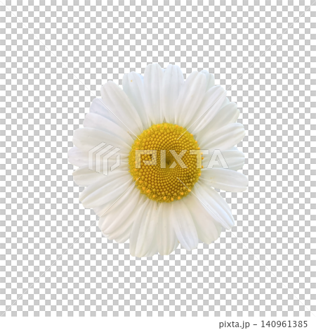 Chamomile Flower Head Top View Close Up Chamomile Flower Head Top View Close Up 140961385