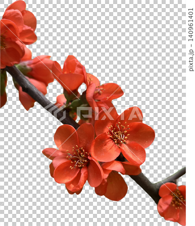 Red Quince Flowers blooming on Branch Red Quince Flowers blooming on Branch 140961401