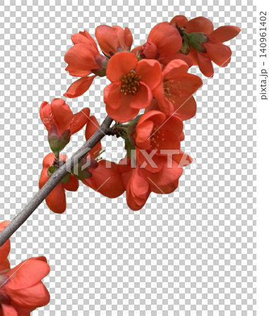 Red Quince Flowers blooming on Branch Red Quince Flowers blooming on Branch 140961402