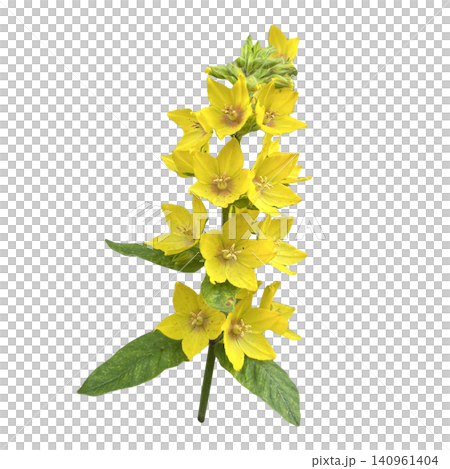 Yellow Lysimachia Flower Stem Close Up Yellow Lysimachia Flower Stem Close Up 140961404