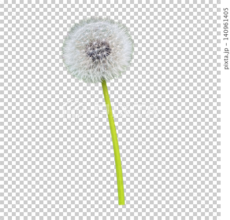 Dandelion Seed Head Blowball Close Up Dandelion Seed Head Blowball Close Up 140961405