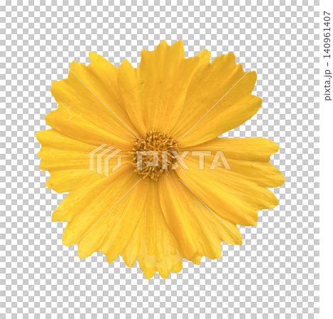 Yellow Coreopsis Flower Head Close Up 140961407