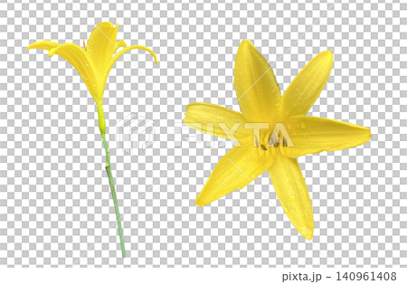 Yellow Daylily Flowers Top and Side View 140961408
