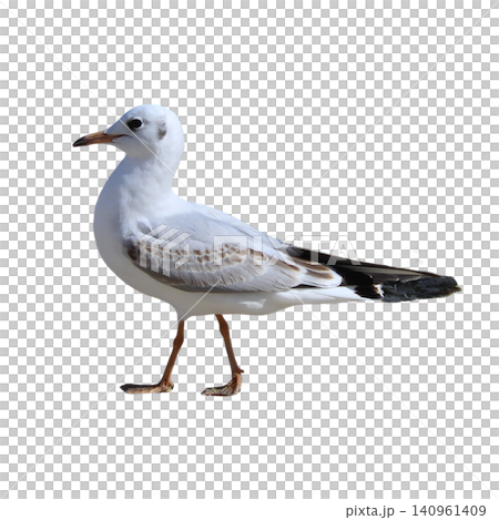 Seagull Standing Full Body Profile View Seagull Standing Full Body Profile View 140961409