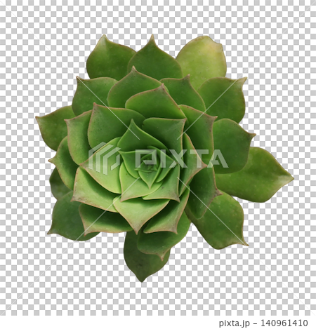 Green Succulent Plant Rosette Top View Green Succulent Plant Rosette Top View 140961410