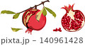 Pomegranate collection with fruit on branch, seeds and leaves vector illustration 140961428