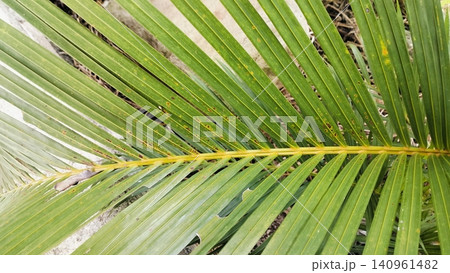 Tropical Green Palm Leaf Texture Background Close Up Tropical Green Palm Leaf Texture Background Close Up 140961482