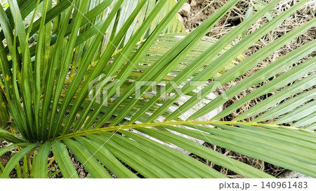 Tropical Green Palm Leaf Texture Background Close Up Tropical Green Palm Leaf Texture Background Close Up 140961483