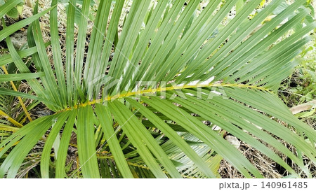 Tropical Green Palm Leaf Texture Background Close Up 140961485