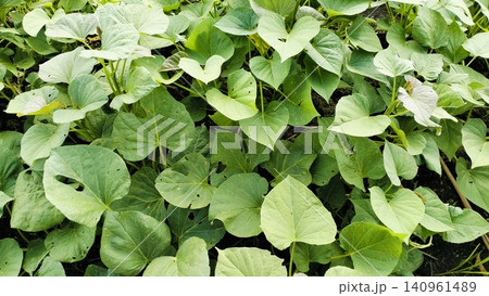 Green Crop Field Rows in Agricultural Farm Background 140961489