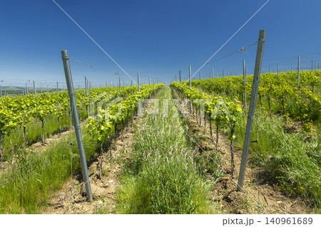 Young grapevines growing in vineyard rows, Knezdub, Czechia Young grapevines growing in vineyard rows, Knezdub, Czechia 140961689