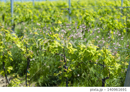 Growing grapevines in a sunny Knezdub vineyard Growing grapevines in a sunny Knezdub vineyard 140961691