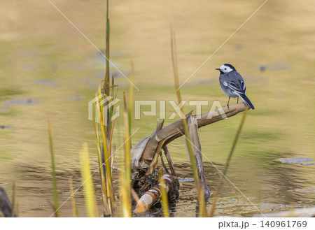 White wagtail perching on branch in calm Suchy Dul water White wagtail perching on branch in calm Suchy Dul water 140961769
